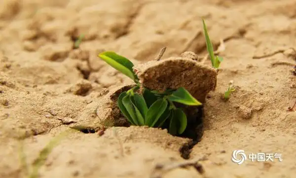 幼芽破土而出展现生命的力量