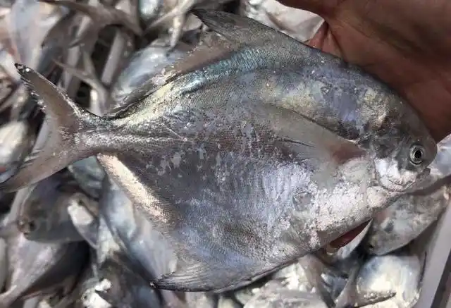 东山野生白鲳鱼,深海远离污染,肉嫩无小刺,老少皆宜!