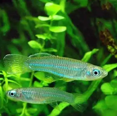 上海锦豪观赏鱼批发热带观赏鱼蓝睛灯鱼蓝眼灯草缸鱼小型灯科鱼