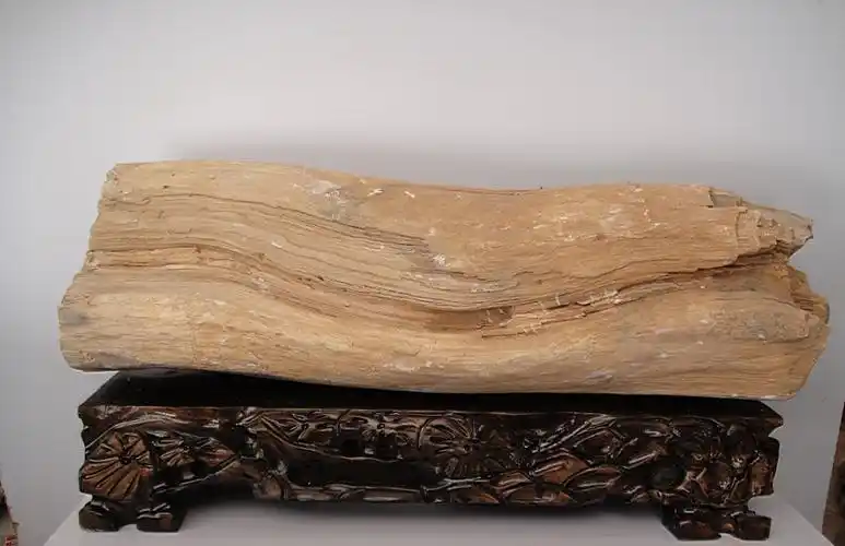 喀左木化石_建平热点_建平论坛_建平在线