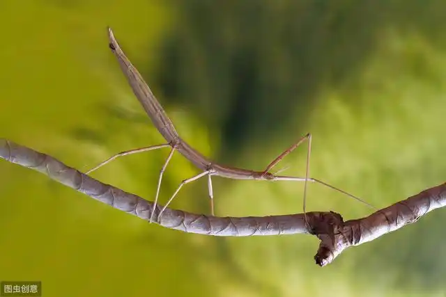 竹节虫,有毒的虫子图片大全-正华文库