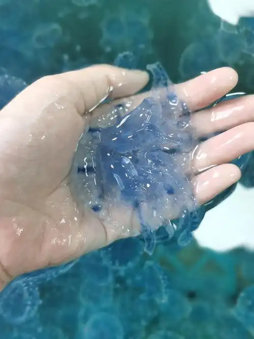 养了三只巴掌大小的水母