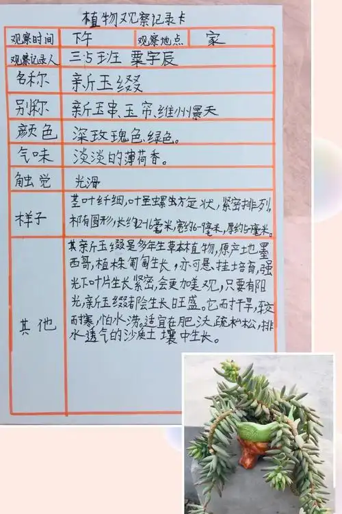 向上滑动阅览来看看我们的植物观察卡吧油菜花答案猜猜它的名字0408