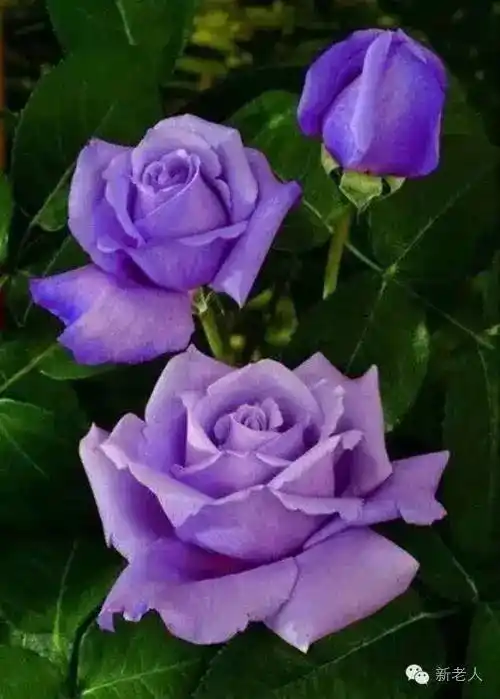 万年难得一见的紫色玫瑰,送给群友们!