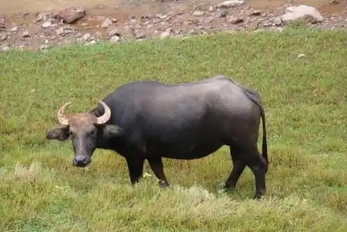 水牛角的养殖方法与采集加工