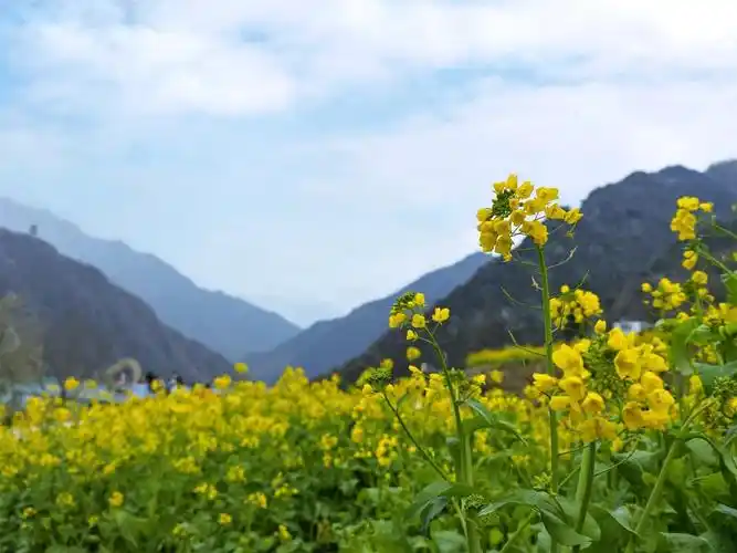 是陇南春天远道而来的浪漫与民居屋舍交相辉映,白墙黛瓦黄花灿灿油菜