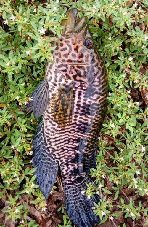 巴沙鱼,淡水石斑鱼,笋壳鱼.海南外来物种泛滥,所幸都很鲜?