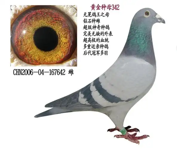 气:次鸽友通:详细介绍黄金种母342  无冕鸽王之母,钻石种雌,超级神奇