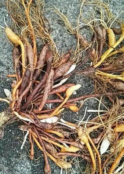 亳州中药材批发零售黄花菜根  别名萱草根  今日价格  一斤价格