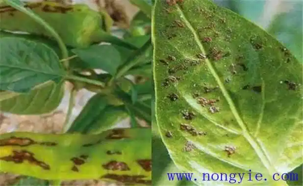 辣椒疮痂病发病原因是什么 辣椒疮痂病防治方法