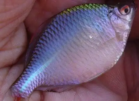 请问这鱼的学名叫什么?