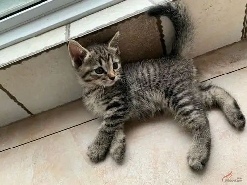 蓝猫串免费领养