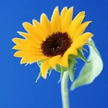 有阳光就幸福的向日葵,风景头像图片-回车桌面