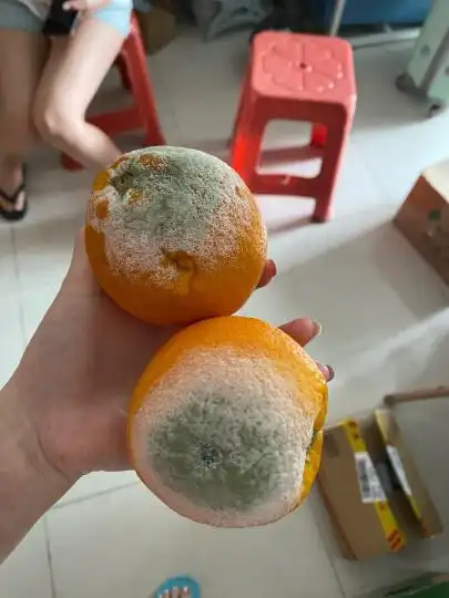 鲜甜橙子 精选3kg铂金果礼盒装 单果210g起 新生鲜水果橙子都烂到发霉