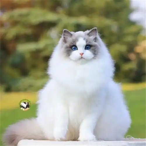 纯海双布偶猫幼崽活体长毛蓝眼睛布偶猫咪活物赛级布偶猫幼猫活体