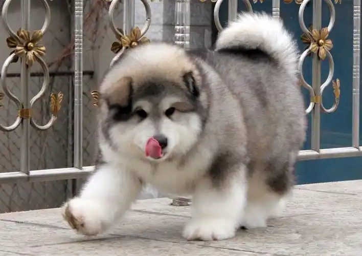 巨型阿拉斯加雪橇犬t66