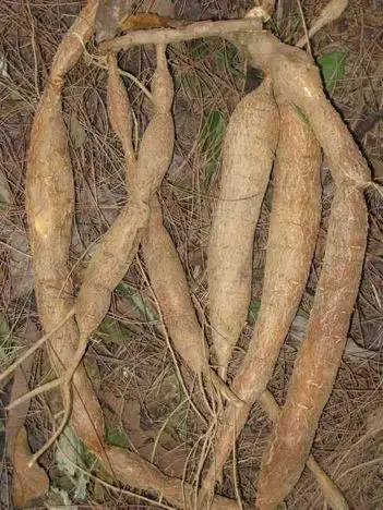 有没有牛大力果图片