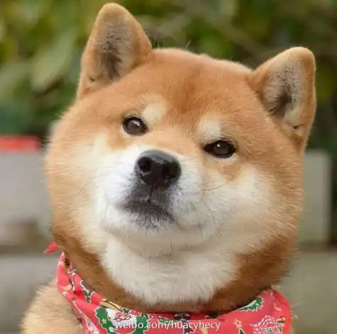 qq头像小柴犬搞笑