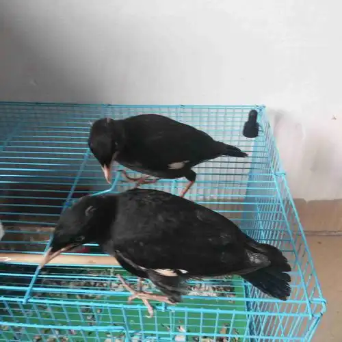 这两只八哥是公还是母