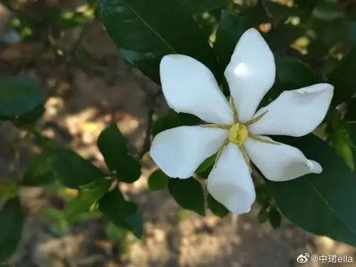 解码栀子花细胞液
