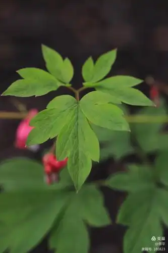 柔软的绿叶,形状和牡丹花的叶子相似