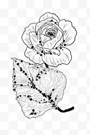 黑白玫瑰花插画