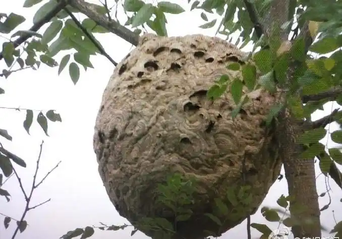 西安一苗圃现三个巨型人头蜂窝 最大的直径70厘米