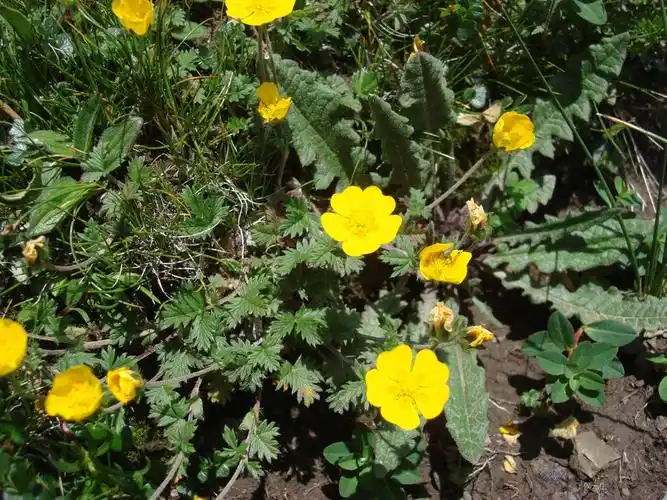青海湖自然保护区钉柱委陵菜