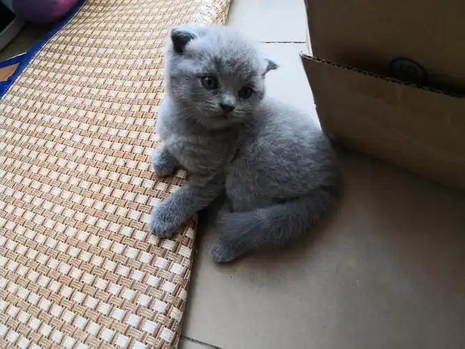 满月蓝猫幼崽待售