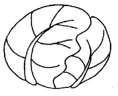 卷心菜 strong>简笔画 /strong>怎么画