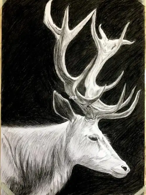 麋鹿黑白线描作品