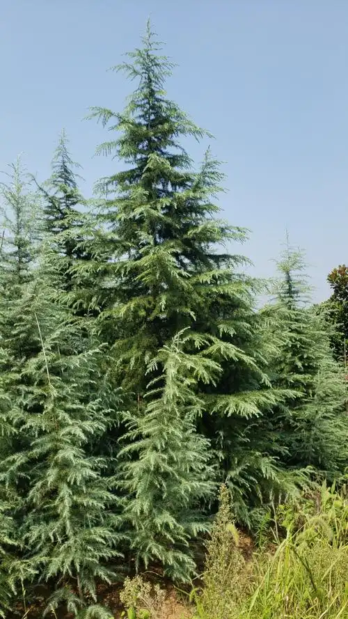 7米8米雪松价格温度对雪松移植的影响