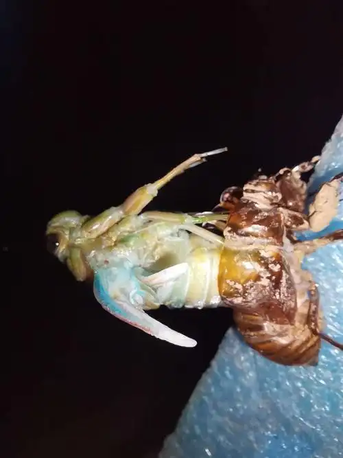 蝉的眼睛是黑色的,前胸背板上还有两块黑色的斑块(当然这是自然形成