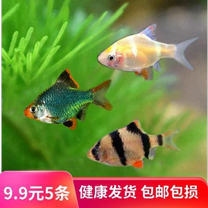 热带鱼小型鱼群