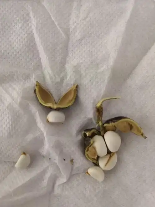 这是丁香结的果吗