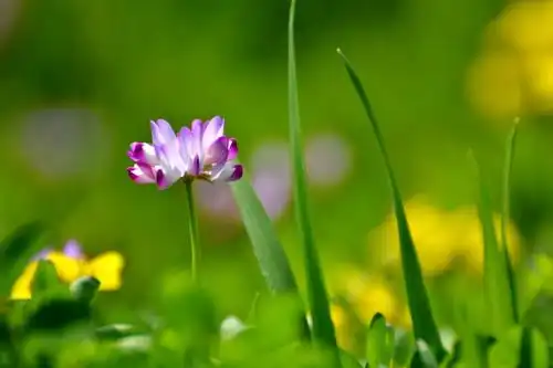 2018摄影作品(一)从春天花开到十月残荷,从d7000升级到d750.