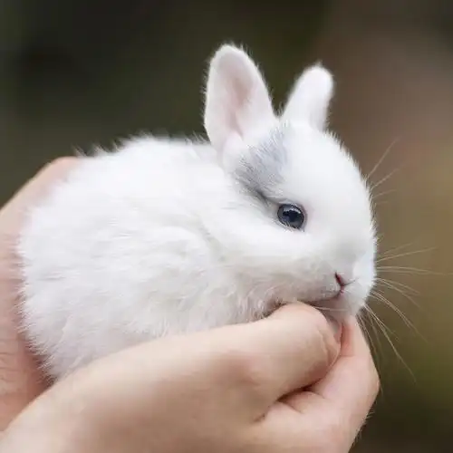 兔子活物小型迷你凤眼侏儒海棠兔垂耳长不大的茶杯荷兰兔宠物活体