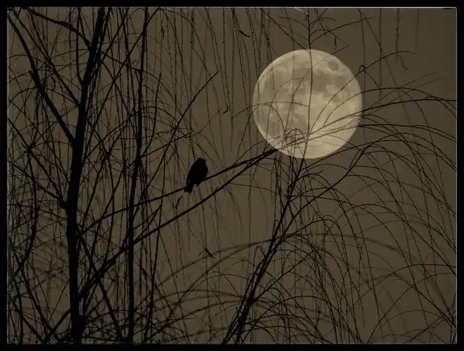 1/144仰拍专治颈椎病伤感孤独凄凉#月夜还没有人打赏,快来当第一个