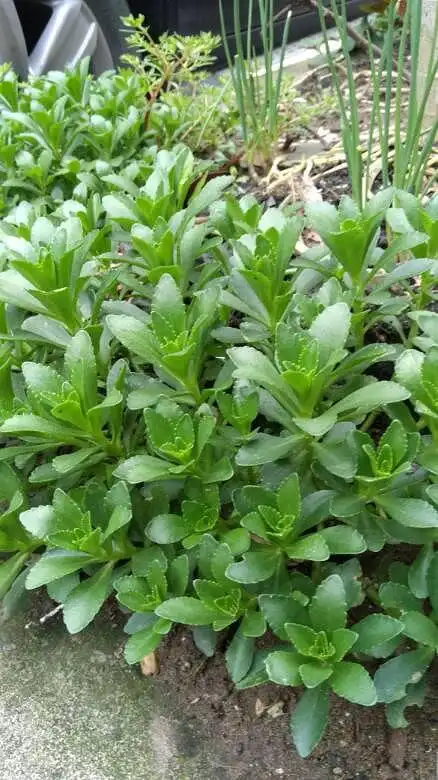 请问这是云南白药吗