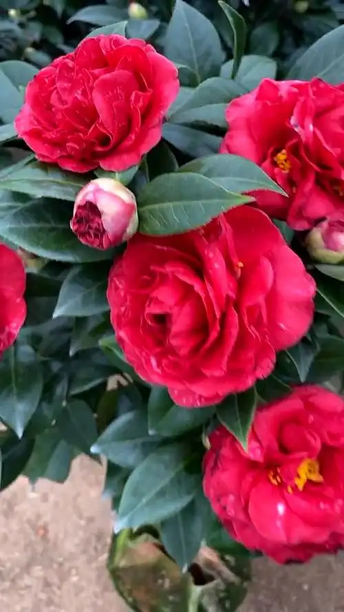 魔术城茶花开品鉴赏!