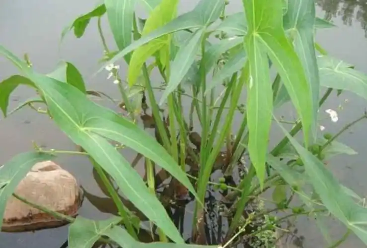 慈菇- 热门商品专区