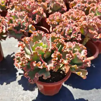 多肉植物老桩大盆云南基地露养女王花笠花园庭院酒店公园软装 女王花