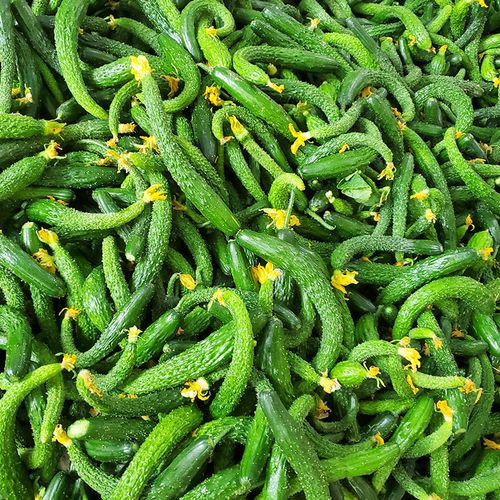 黄瓜蔬菜小黄瓜新鲜扭腌咸菜小青瓜迷你可吃5斤黄瓜