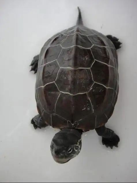 中华草龟,具体资料以及饲养方法楼主可参考百度百科.