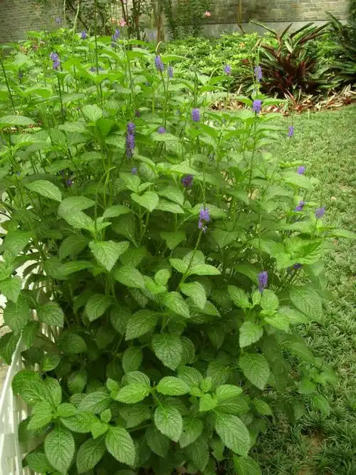 vahl)是马鞭草科假马鞭属植物.