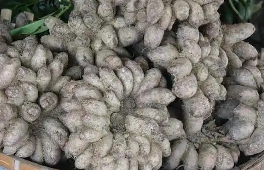 鸡爪芋的功效与作用(鸡爪芋的功效与作用(有什么)1