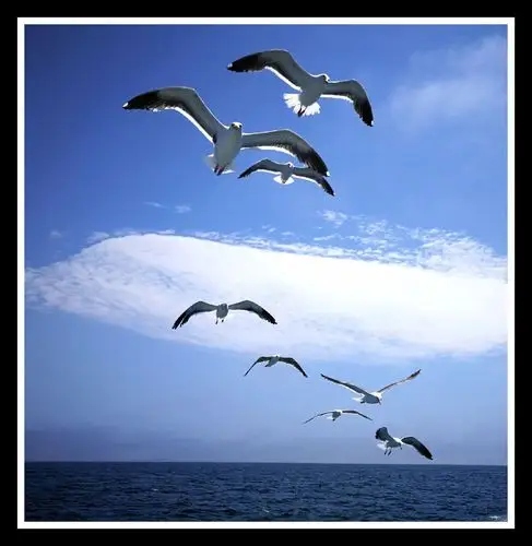 其它 海阔天空任鸟飞 写美篇我还有更兴奋的是近距离看海鸥满天飞,在