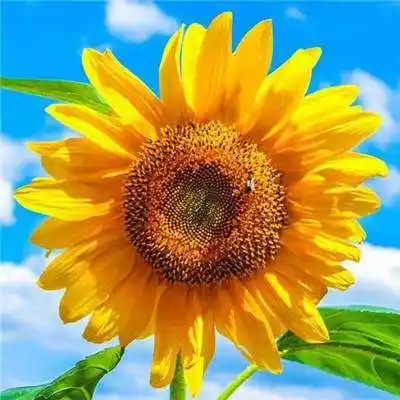 能带来好运的微信头像图片大全(带来好运的图片和微信头像) - 懂爱网