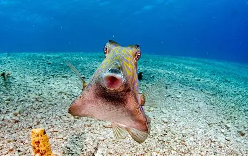 调皮硬鳞鱼爱拍照嘟嘴卖萌抢镜