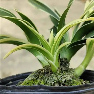 建兰矮种凤凰冠 - 中国兰花交易网